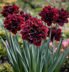 Нарцисс Малиновая Вуаль купить по цене от 3000р. в интернет-магазине «Посадика» с доставкой почтой в в Котельникие и по всей России – [изображение №1].