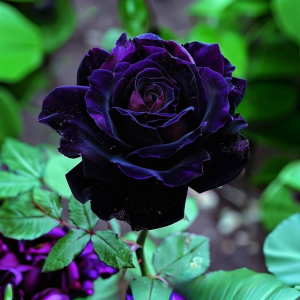 Роза Блэк Пантер купить по цене от 319р. в интернет-магазине «Посадика» с доставкой почтой в в Котельникие и по всей России – [изображение №1].