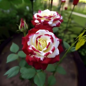 Роза Роял Глом купить по цене от 401р. в интернет-магазине «Посадика» с доставкой почтой в в Котельникие и по всей России – [изображение №1].