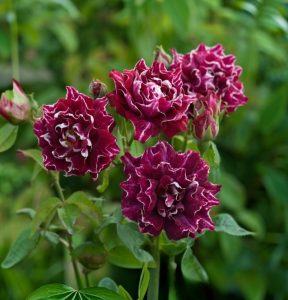 Роза Опаловый Пейзаж купить по цене от 490р. в интернет-магазине «Посадика» с доставкой почтой в в Котельникие и по всей России – [изображение №1].