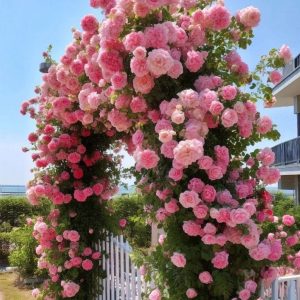 Роза Пастель Розе купить по цене от 605р. в интернет-магазине «Посадика» с доставкой почтой в в Котельникие и по всей России – [изображение №1].