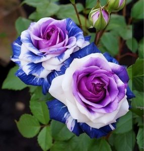 Роза Айвори Каскад купить по цене от 420р. в интернет-магазине «Посадика» с доставкой почтой в в Котельникие и по всей России – [изображение №1].