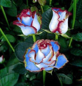 Роза Сафайер Пэтл купить по цене от 450р. в интернет-магазине «Посадика» с доставкой почтой в в Котельникие и по всей России – [изображение №1].